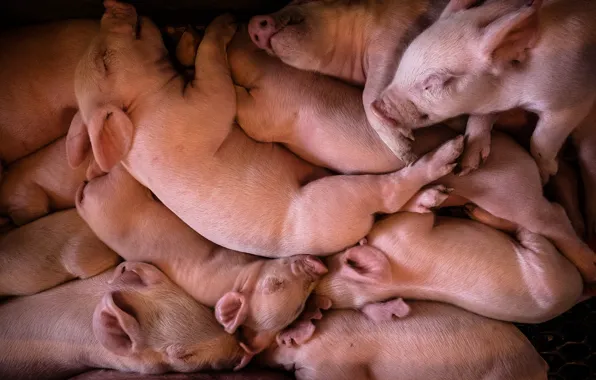 Picture background, a lot, pig