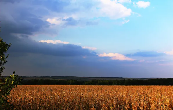 Picture the storm, summer, the sun, sunset, clouds, nature
