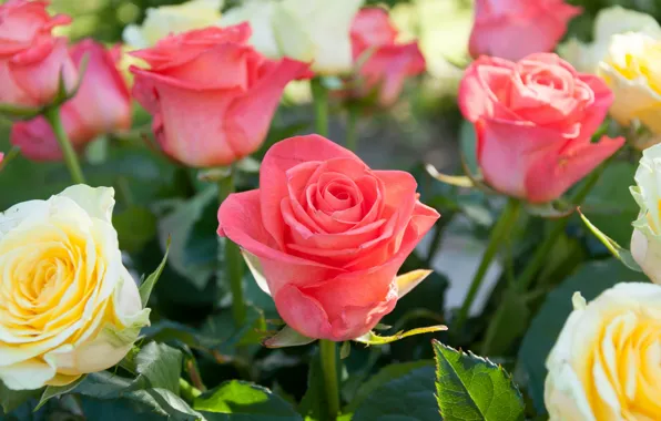 Picture macro, roses, buds