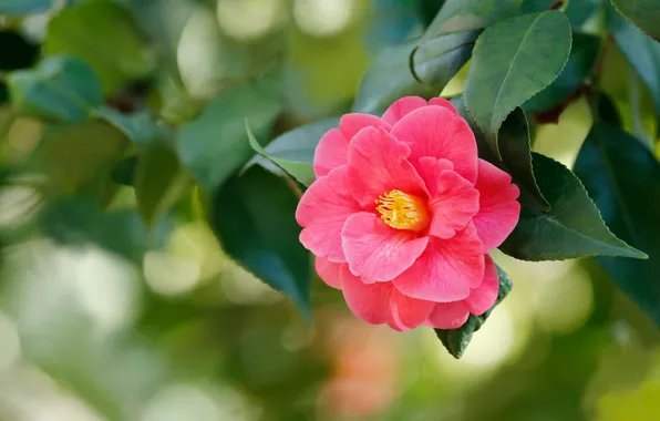 Leaves, flowers, red, green, background, buds, scarlet, bokeh
