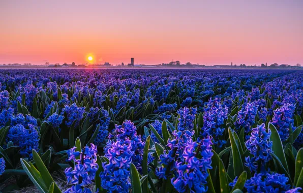 Field, sunset, flowers, hyacinths