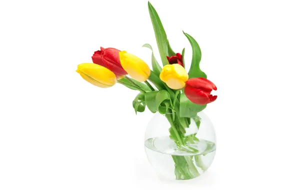 Picture leaves, water, flowers, tulips, red, white background, vase, buds