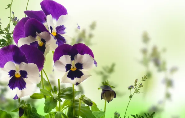 Picture flowers, Pansy, yellow, leaves, garden, violet, white background, Viola