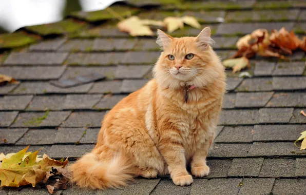 Picture roof, cat, leaves