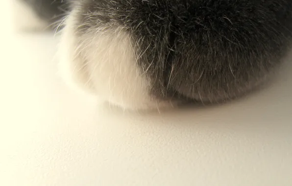 Paw, cute, fluffy, Foot