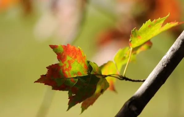 Leaves, sprig, Autumn, bokeh