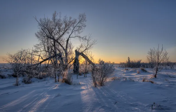 Picture field, the sky, snow, sunset, tree, branch, shadows, sunlight