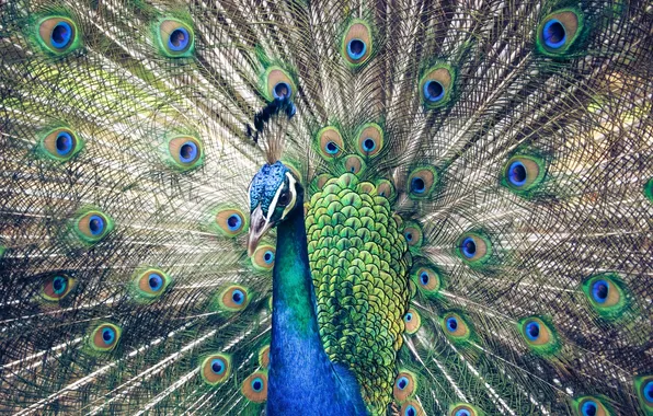 Picture bird, feathers, peacock