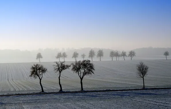 Picture field, trees, landscape, morning