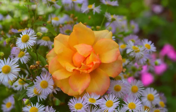 Flowers, Flowers, Bokeh, Bokeh, Yellow rose, Yellow rose