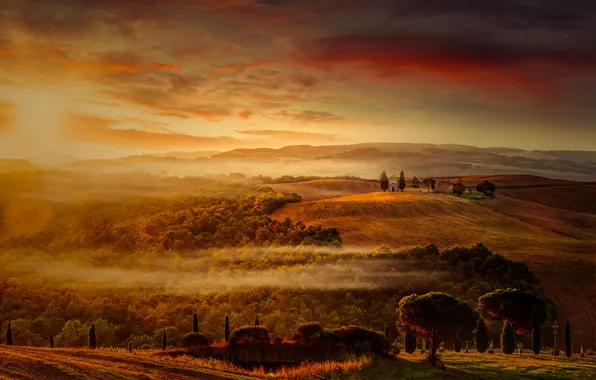 Trees, dawn, morning, Italy, Tuscany, cedars
