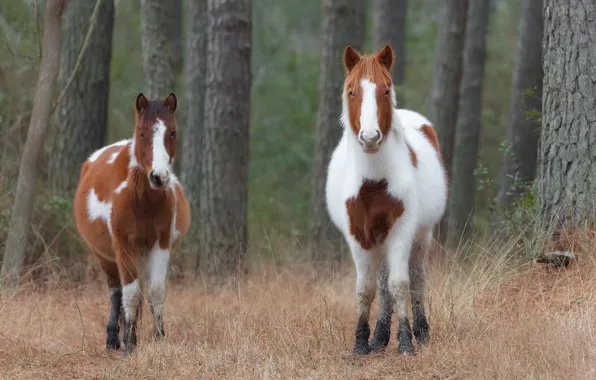 Forest, trees, two, horses, horse, pair, pony, spotted