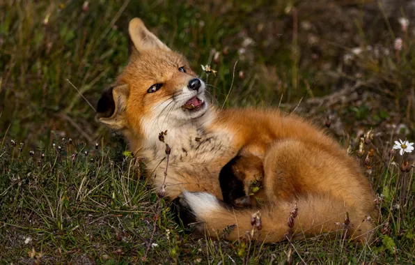 Grass, look, pose, Fox, Fox