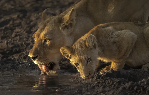 Lions, lioness, drink, lion