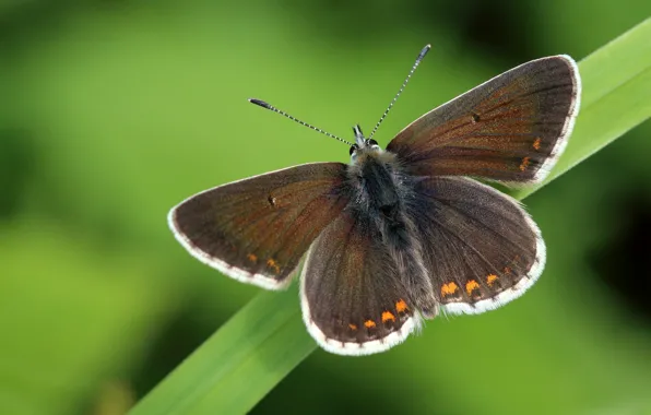 Macro, background, butterfly, leaf, plant, insect, wings, brown