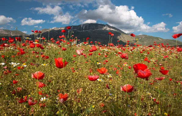 The sky, clouds, flowers, mountains, Maki, meadow