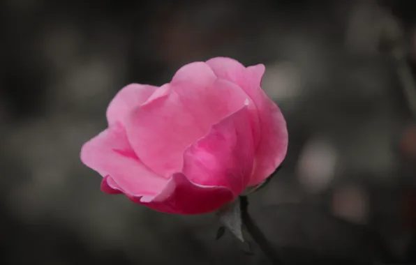 Picture roses, macro, petals, buds