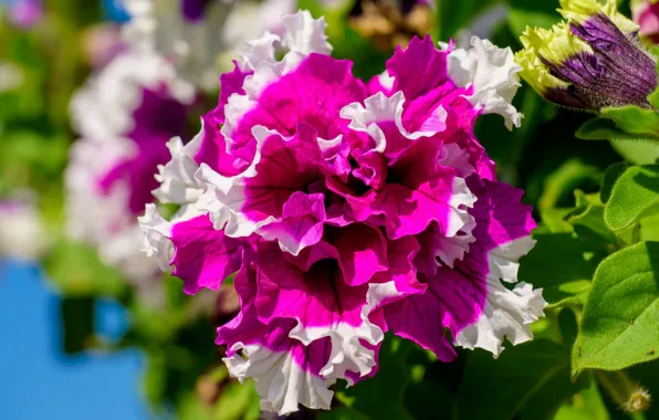 Flower, macro, pink, petals, two-tone, Petunia, bright, pink and white
