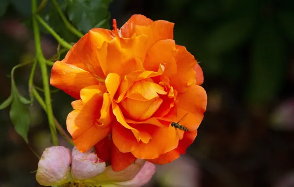 Flower, macro, the dark background, bee, rose, orange, garden