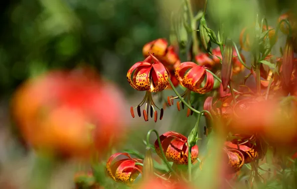 Picture light, flowers, orange, Lily, garden, bokeh