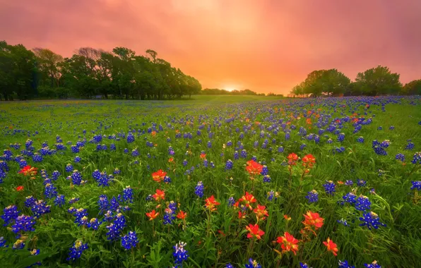 Flowers, morning, meadow