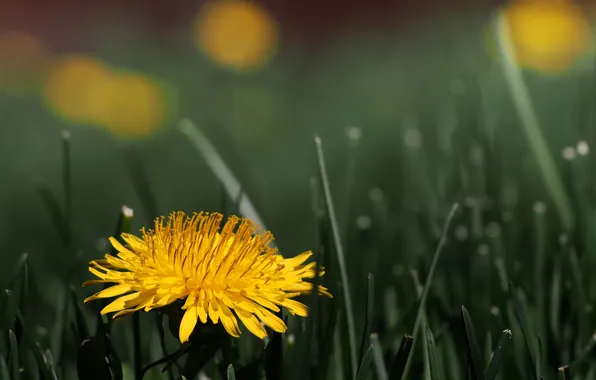 Picture flower, Dandelion, Taraxacum officinale