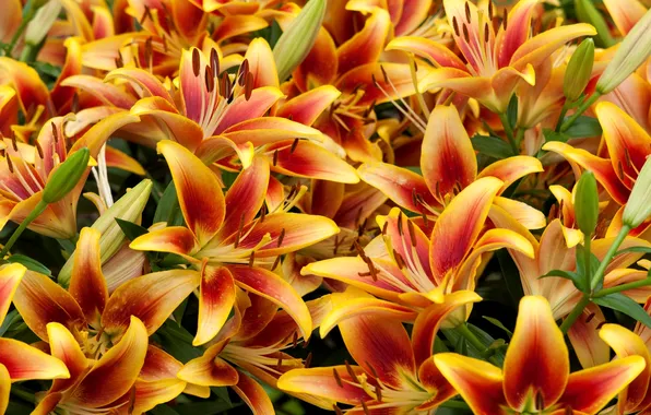 Picture orange, Lily, buds