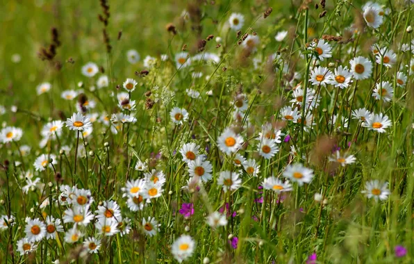 Picture summer, grass, chamomile, meadow, bells