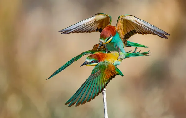 Birds, bokeh, bright plumage, European bee-eater, David Manusevich