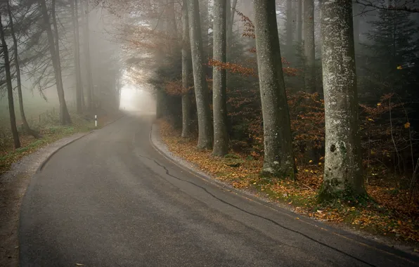 Road, autumn, forest