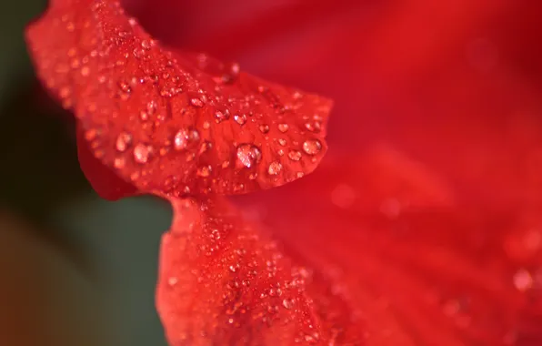 Picture Macro, Red, Drops, Red, Hibiscus, Macro, Drops, Hibiscus