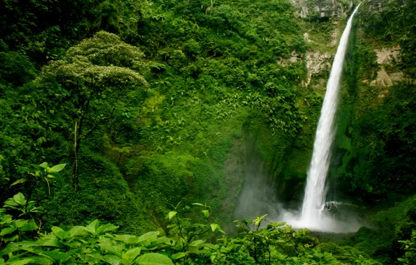 Greens, forest, trees, rock, open, waterfall, the bushes, Guatemala