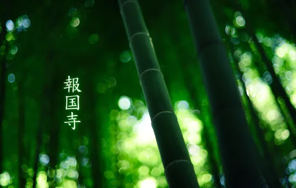 Picture forest, bamboo, characters, 1920x1200, by burningmonk, green colour