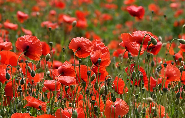 Field, red, Maki, buds