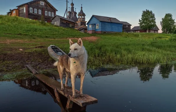 Picture looks, dog, Arkhangelsk oblast, Kimzha, Oleg Zverev