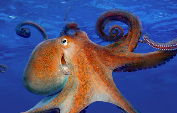 Sea, octopus, the tentacles