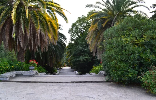 Trees, Park, palm trees, ladder, Sochi
