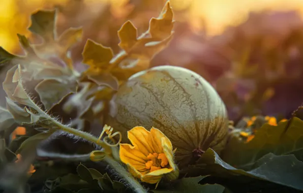 Leaves, macro, sunset, flowers, nature, watermelon, the fruit, Bakhcha