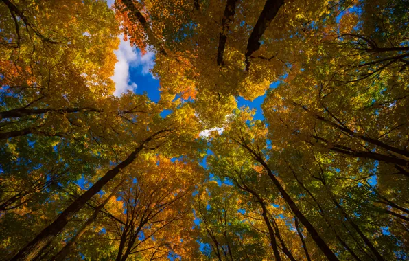 Autumn, the sky, leaves, trees, nature