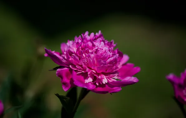 Summer, flowers, nature, peony