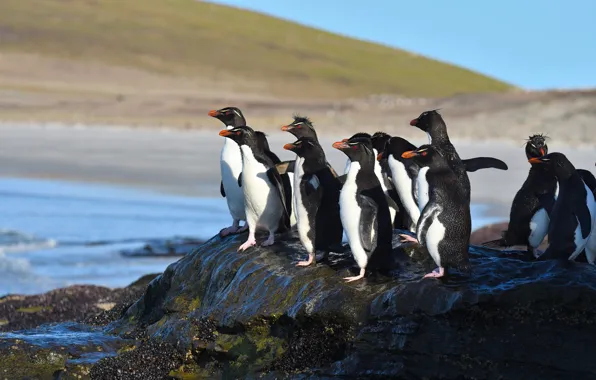 Mountains, birds, shore, stone, pack, penguins, pond