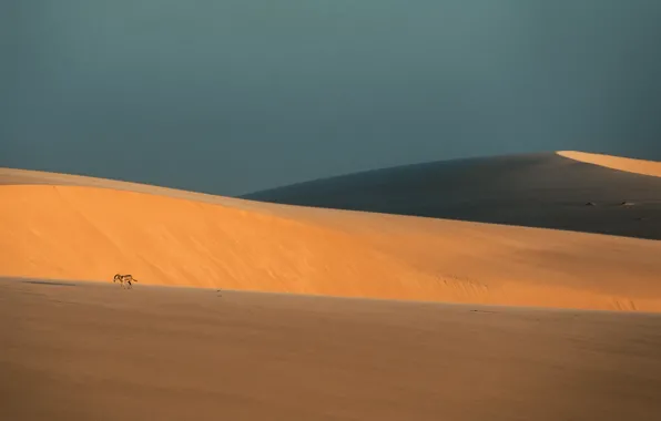 Landscape, nature, desert, donkey