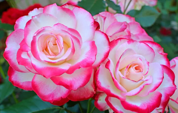Macro, roses, petals, Duo