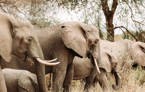 Picture animals, nature, elephants