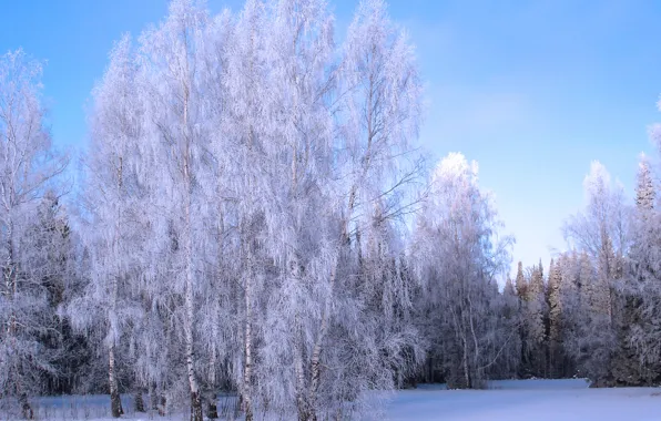 Picture winter, frost, snow, trees, grove, winter, snow