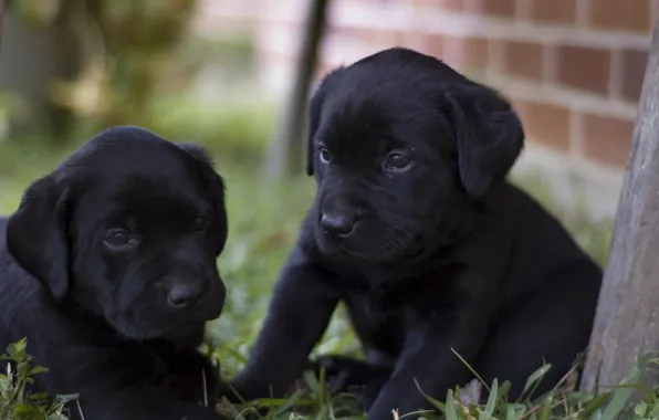 Black, Dog, puppies, Labrador, doggie, Retriever, happy