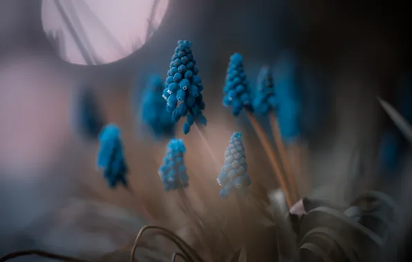 Flowers, nature, Grape Hyacinth