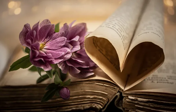 Flowers, heart, book, pink, page, composition
