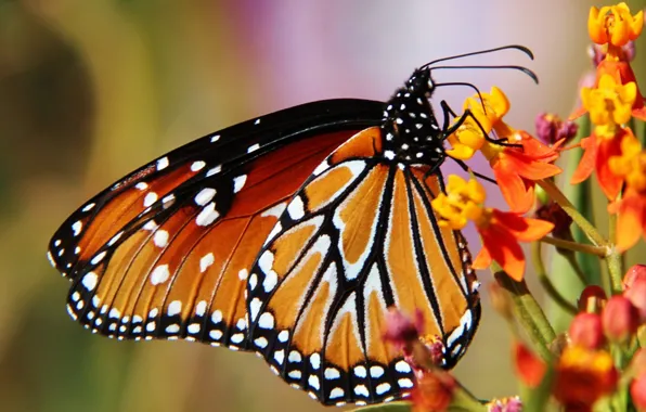 Picture flower, nature, butterfly, wings