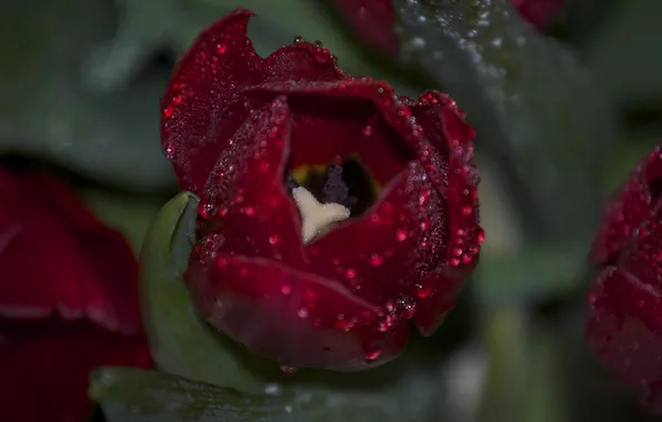 Drops, flowers, Rosa, petals, tulips